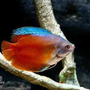 Highlight Roter Zwergfadenfisch (Trichogaster lalia/lalius var.)